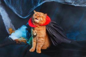 cat dracula vampire