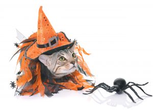 Witchy cat costume