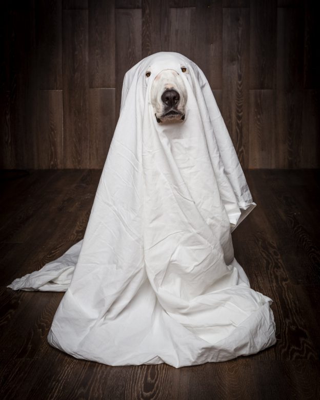 Pet costume inspiration for Halloween