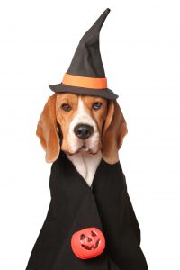 Dog Wizard costume