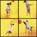 Jack Russel playing with a red ball on a yellow background