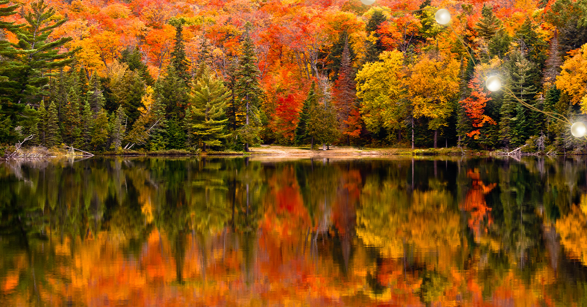 Trees in Autumn