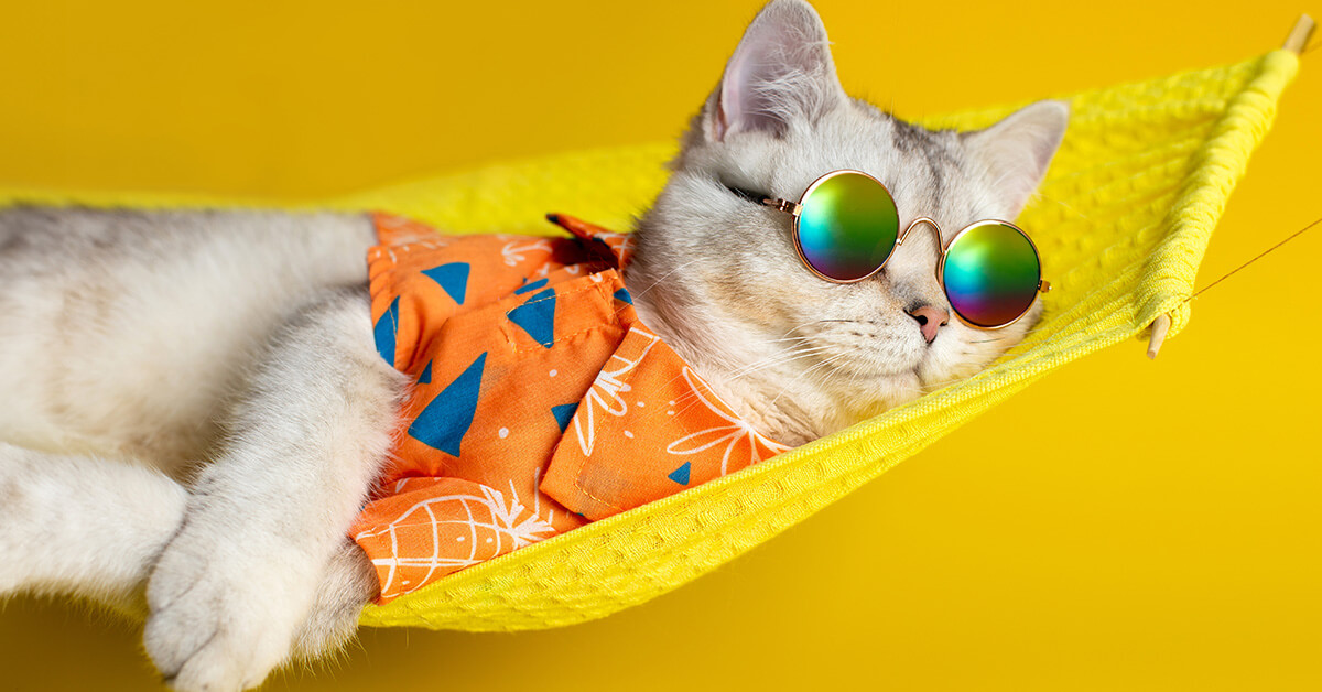 Sleeping Cat with sunglasses